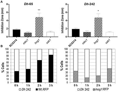 Non-canonical Activities of Hog1 Control Sensitivity of Candida albicans to Killer Toxins From Debaryomyces hansenii